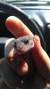 gecko2.jpg