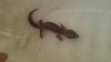 gecko1.jpg