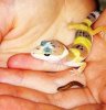 Leopard Gecko.jpg