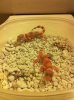 Baby Geckos!.jpg