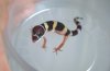 babygecko.jpg