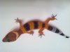gecko.jpg