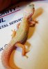 Mack Snow Albino Leucistic.jpg