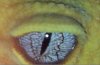 eye.jpg