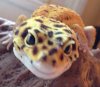 CuteIggy.jpg CuteIggy.jpg