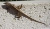 brown-anole101229-1209marcoz.jpg