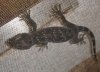 melanistic fenale ..jpg
