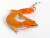 geckodaddy_leopardgecko_tangerine_050714a_m_01.JPG