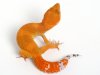 geckodaddy_leopardgecko_tangerine_051614a_m_01.JPG