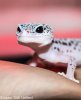 Gecko1 (1 of 1).jpg