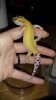 New geck pics 198.jpg