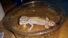 New geck pics 196.jpg