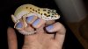 New geck pics 190.jpg