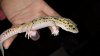 New geck pics 183.jpg