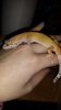 New geck pics 170.jpg