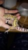 New geck pics 163.jpg