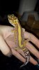 New geck pics 159.jpg