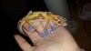 New geck pics 153.jpg