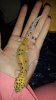 New geck pics 148.jpg