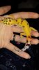 New geck pics 139.jpg