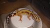 New geck pics 138.jpg