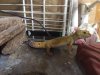 Gecko.jpg Gecko.jpg