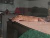 jack sleeping.jpg