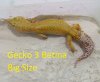leopard_gecko_edisi_pensiun_261372_1431676900.jpg