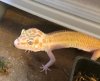 LeopardGecko.jpg