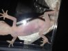 Yoshi underside young.jpg Yoshi underside young.jpg