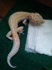 LeopardGecko2.jpg