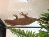 Chocolate-Climbing.jpg