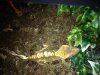 Super Speckled-Front.jpg