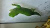 Day Gecko-Female1.jpg