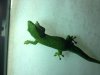 Day Gecko-Female1-Back.jpg