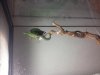 Day Gecko-Female2-Shedding.jpg