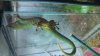 Day Gecko-Male-Belly.jpg