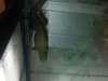 Day Gecko-Male-Dark.jpg