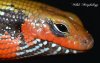 skinks.jpg