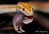 pretzel.jpg