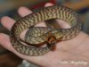 WOMA.jpg