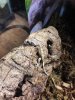 Baby Gecko 6.jpg
