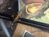 Baby Gecko 2-3.jpg