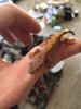 Baby Gecko 1 .jpg
