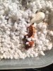 Baby Gecko 8 top again.jpg