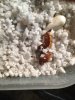 Baby Gecko 8 top.jpg