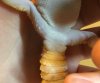 geckobutt.jpg