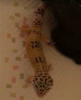 riki-the-leopard-gecko-7_orig.png