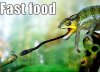 lizard-funny-animal-humor-20204139-708-510.jpg.cf.jpg