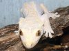 jay_crested_gecko_male2.jpg